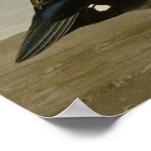 Poster Harlequin Duck (Coin)