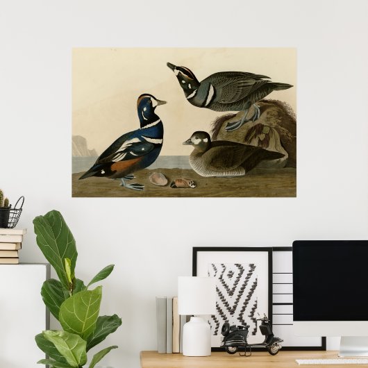 Poster Harlequin Duck (Bureau à domicile)