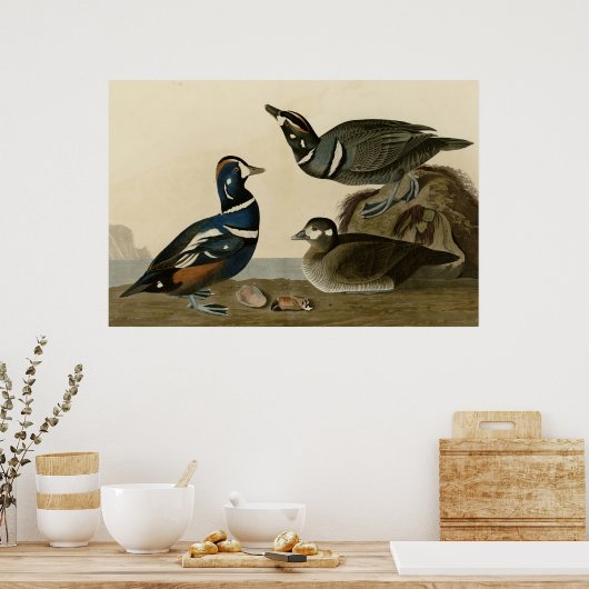 Poster Harlequin Duck (Cuisine)