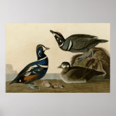Poster Harlequin Duck (Devant)