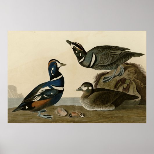 Poster Harlequin Duck (Devant)