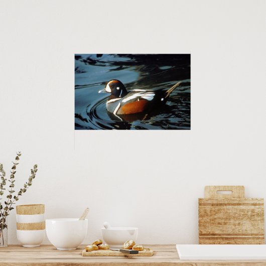 Poster Harlequin Duck (Cuisine)