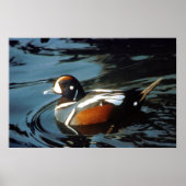 Poster Harlequin Duck (Devant)