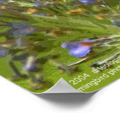 Poster Harmonie des colibris par Gregory Gallo (Coin)