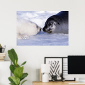 Poster Harpe Seal Mère avec levure (Bureau à domicile)