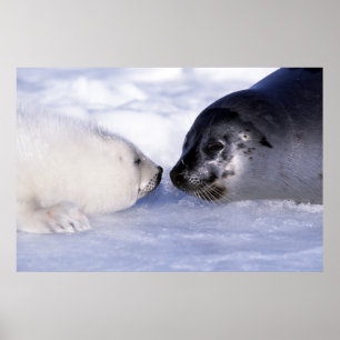 Poster Harpe Seal Mère avec levure