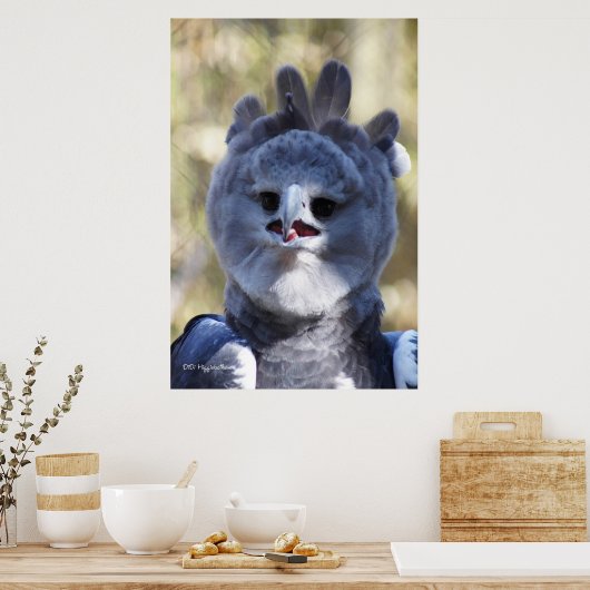 Poster Harpy Eagle (Cuisine)