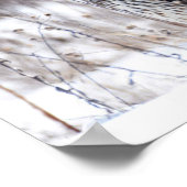 Poster Harrier du Nord (Coin)