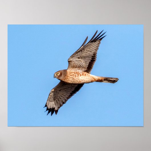 Poster Harrier du Nord en vol (Devant)
