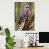 Poster harris hawk (Bureau à domicile)