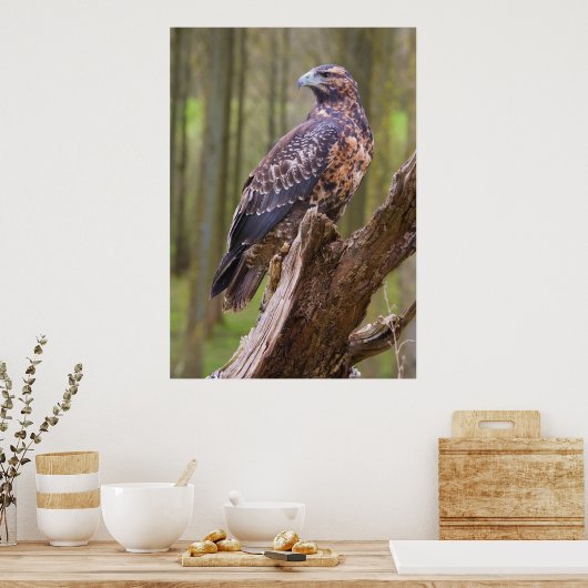 Poster harris hawk (Cuisine)