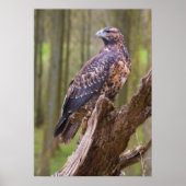 Poster harris hawk (Devant)