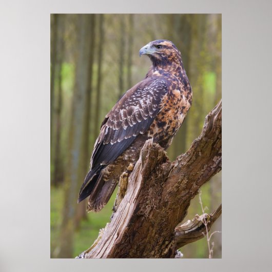 Poster harris hawk (Devant)