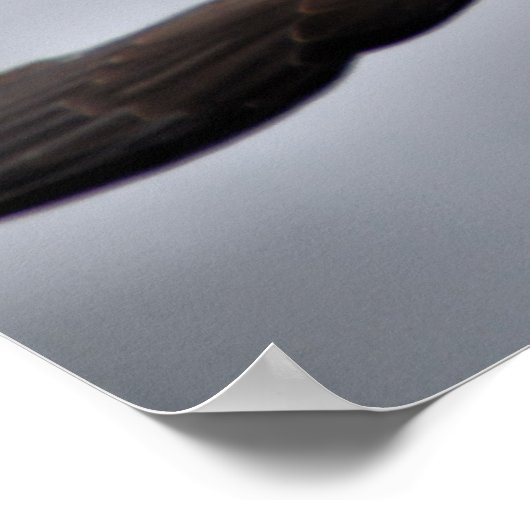 Poster Harris Hawk (Coin)