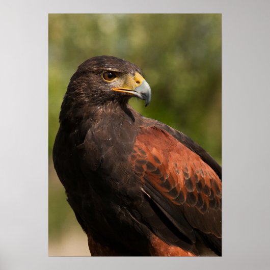 Poster Harris Hawk (Devant)