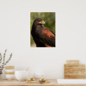 Poster Harris Hawk (Cuisine)