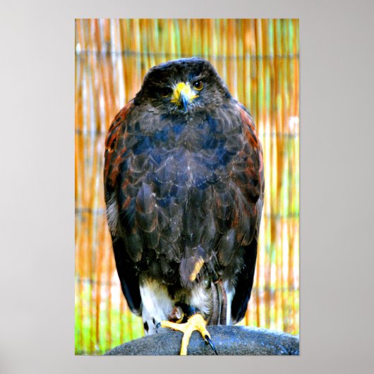 Poster Harris Hawk Bird Of Prey (Devant)