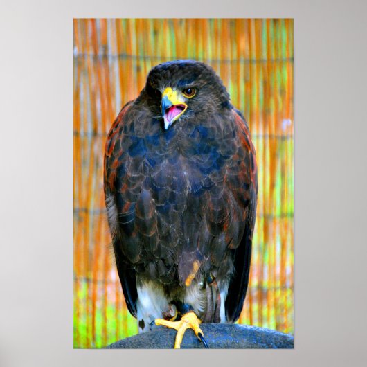 Poster Harris Hawk Bird Of Prey (Devant)