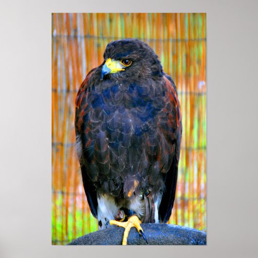 Poster Harris Hawk Bird Of Prey (Devant)