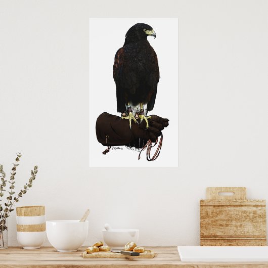 Poster Harris Hawk sur Glove (Cuisine)
