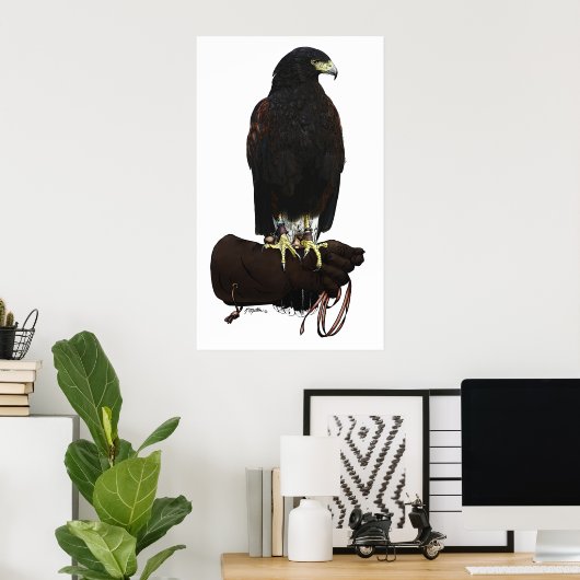 Poster Harris Hawk sur Glove (Bureau à domicile)