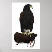 Poster Harris Hawk sur Glove (Devant)