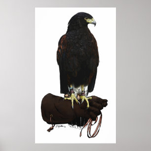 Poster Harris Hawk sur Glove