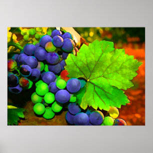 Poster Harvest Grapes