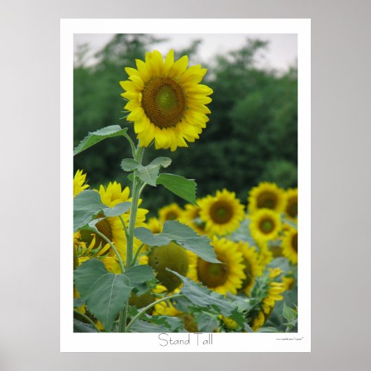 Poster Haut (Devant)