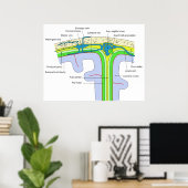 Poster Haut du crâne montrant les membranes cérébrales (Bureau à domicile)