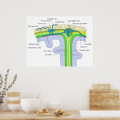 Poster Haut du crâne montrant les membranes cérébrales (Cuisine)