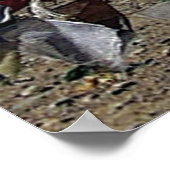 Poster Haut du plateau tibétain en direction de Kailash (Coin)