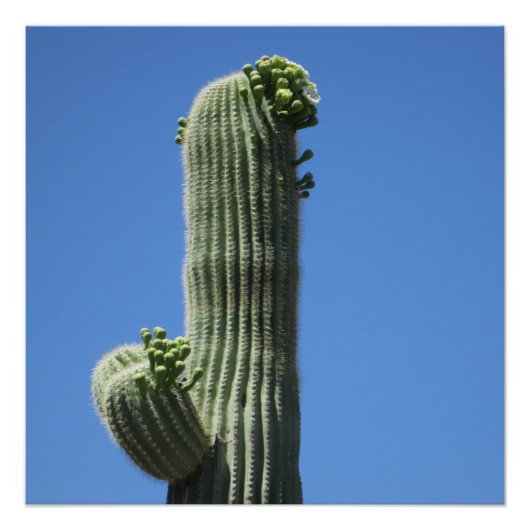 Poster Haut Saguaro (Devant)