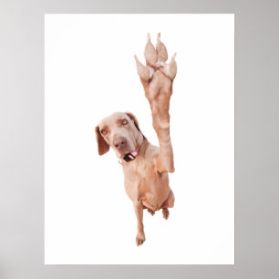 Poster Hauts cinq Weimaraner