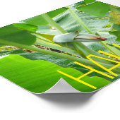 POSTER HAWAII NATURE (Coin)