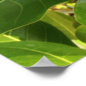 Poster Hawaii Pikake Jasmine Blossom (Coin)