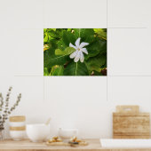Poster Hawaii Pikake Jasmine Blossom (Cuisine)