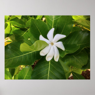 Poster Hawaii Pikake Jasmine Blossom
