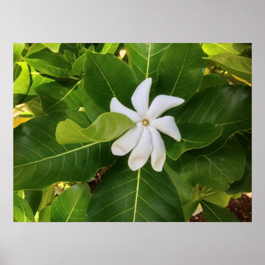 Poster Hawaii Pikake Jasmine Blossom (Devant)