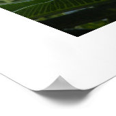 Poster Hawaii Plumeria (Coin)