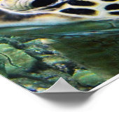 Poster Hawaii Sea Turtle (Coin)