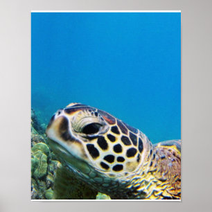 Poster Hawaii Sea Turtle