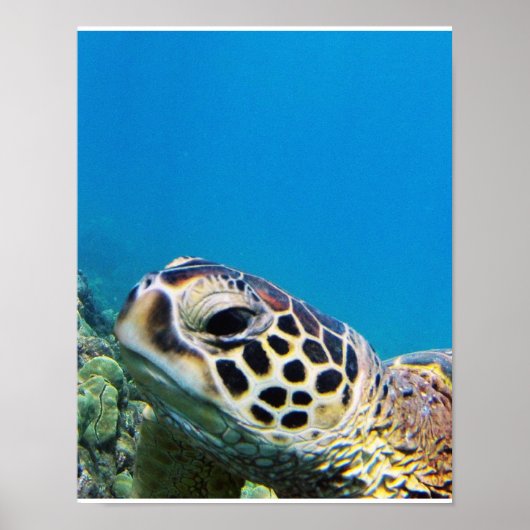 Poster Hawaii Sea Turtle (Devant)