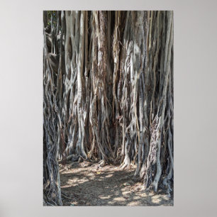 Poster Hawaiian Banyan Tree