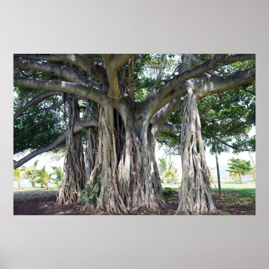 Poster Hawaiian Banyan Tree (Voorkant)