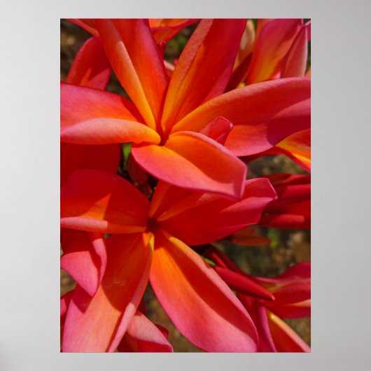 Poster Hawaiian Frangipani (Devant)