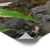 Poster Hawaiian Tropical Stream (Coin)
