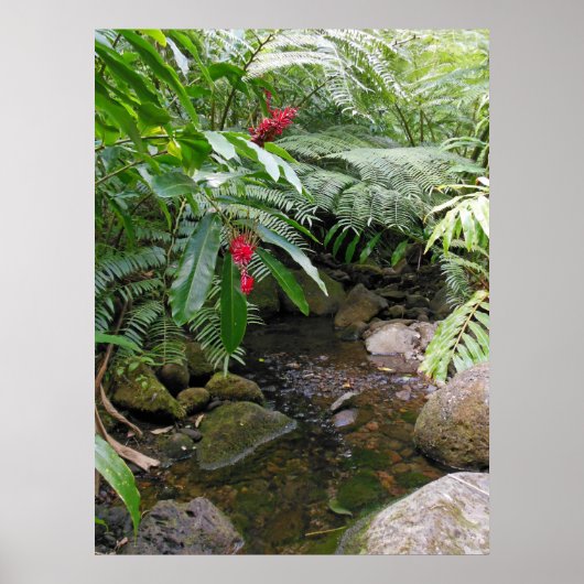 Poster Hawaiian Tropical Stream (Devant)