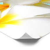 Poster Hawaiian white plumeria flower blue (Coin)