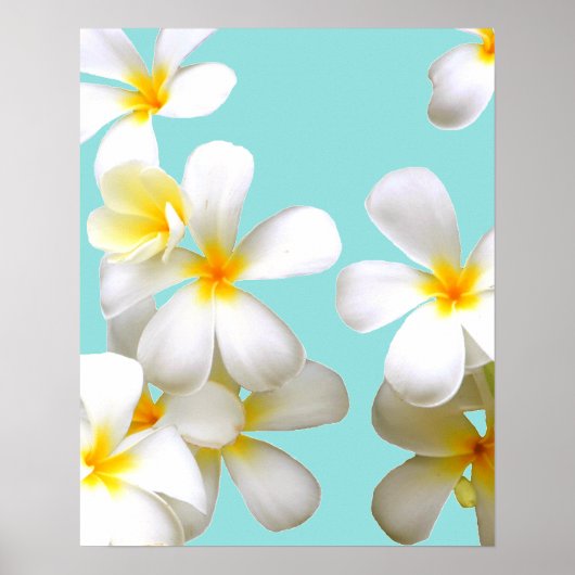 Poster Hawaiian white plumeria flower blue (Devant)